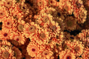 Orange chrysanthemums close up in autumn Sunny day in the garden. Autumn flowers. Flower head