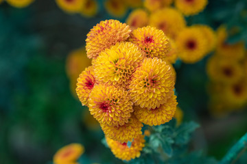 Orange chrysanthemums close up in autumn Sunny day in the garden. Autumn flowers. Flower head