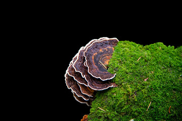 An isolated image of Turkey tail fungus on a black background
