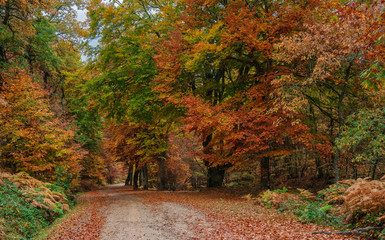 beech forests in autumn, beauty