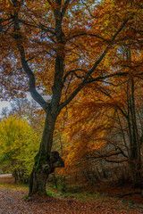 Fototapeta premium beech forests in autumn, beauty