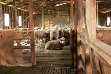 sheep waiting overnight to be shorn in an old traditional timber shearing shed on a family farm in...
