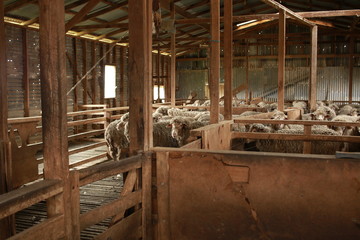 sheep waiting overnight to be shorn in an old traditional timber shearing shed on a family farm in rural Victoria, Australia