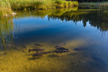 pond in the forest with carps and reed