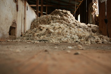 piles of wool piled up on the floors of an old traditional hard wood shearing shed waiting to be...