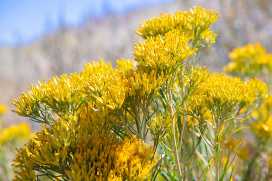 Bright yellow rabbit brush blossoms in an autumn landscape