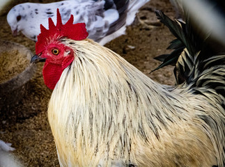 Rooster