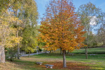 El Henar park with a walnut in autumn. The Henar Cuellar. Castilla and Leon. Spain