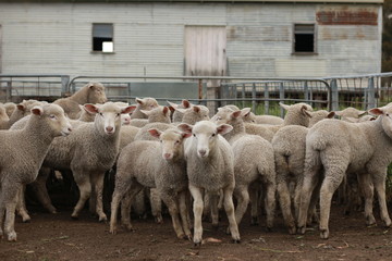 Flocks of young unshorn lambs seperated, in the sheep yards, from their parents, out the front of...