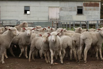 Poster Flocks of young unshorn lambs seperated, in the sheep yards, from their parents, out the front of the shearing sheds waiting to be shorn, on a small family farm in rural Victoria, Australia © fieldofvision