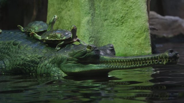 Prague zoo gharial or gavial with turtles on it's back