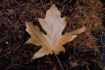 Golden Autumn Leaf in the Forest