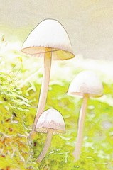 Close up of wild mushrooms in Autumn light