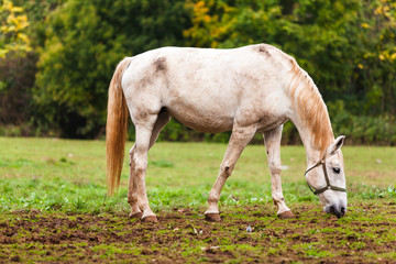 Obraz na płótnie Canvas White lipizaners horse 