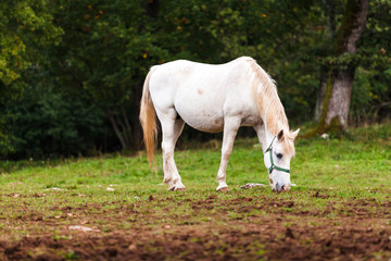 Obraz na płótnie Canvas White lipizaners horse 