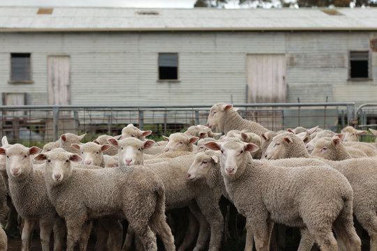 Flocks Of Young Unshorn Lambs Seperated, In The Sheep Yards, From Their Parents, Out The Front Of The Shearing Sheds Waiting To Be Shorn, On A Small Family Farm In Rural Victoria, Australia