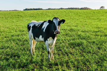 Dairy cow in Pampas countryside,Patagonia,Argentina