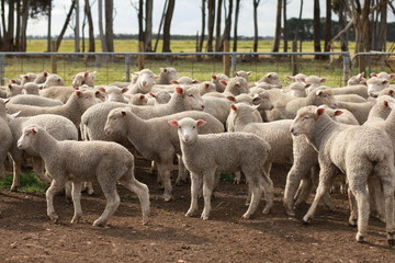 Flocks of young unshorn lambs seperated, in the sheep yards, from their parents, out the front of...