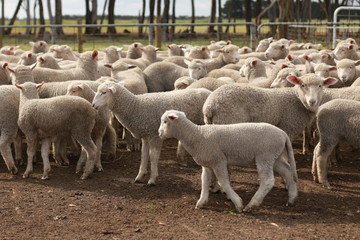 Obraz na płótnie Canvas Flocks of young unshorn lambs seperated, in the sheep yards, from their parents, out the front of the shearing sheds waiting to be shorn, on a small family farm in rural Victoria, Australia