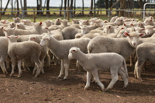 Flocks of young unshorn lambs seperated, in the sheep yards, from their parents, out the front of the shearing sheds waiting to be shorn, on a small family farm in rural Victoria, Australia