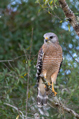 Red Shouldered Hawk on branch
