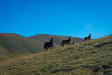 Curiosity of the horses