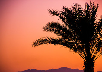 Fototapeta na wymiar Palm tree silhouette on sunset