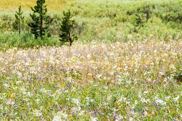 field of flowers