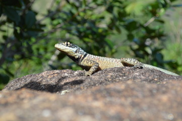 lizard on rock