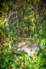 Silla alcanzada por enredaderas