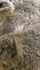 Close up of koala fur