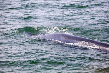 Obraz premium Clouse up back of Bryde's whale or Bruda Whale in Gulf of Thailand
