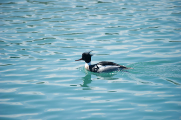 Common merganser male
