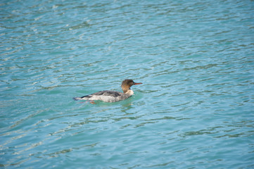 Common merganser female