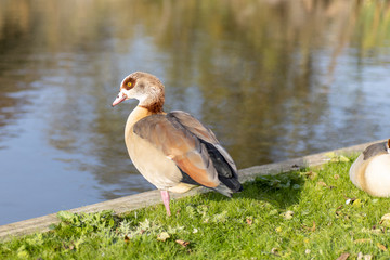 duck on grass