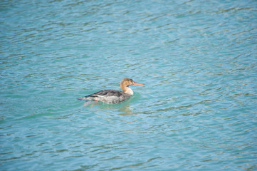 Common merganser female