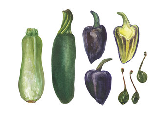 Watercolor set of vegetables. Blue pepper, eggplant, zucchini and capers. On the theme of nature, food, cooking