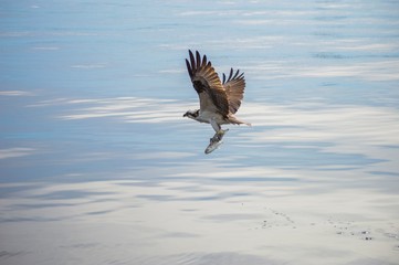 Osprey With a Fresh Catch
