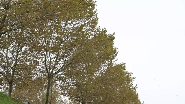 trees with wind, falling leaves, windy day in autumn, flat color profile, high quality 4k clip