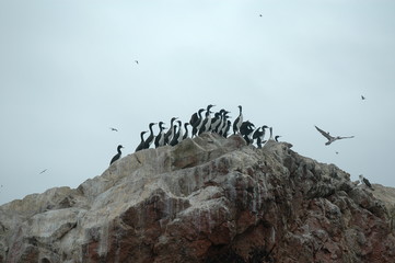 cormorants nesting rocks paracas national park peru