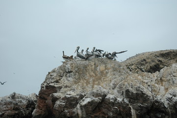 pelicans nesting rocks paracas national park peru