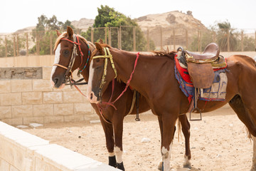 Caballos junto a las pirámides de El Cairo, Egypto