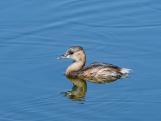Little Grebe with Reflection Swimming