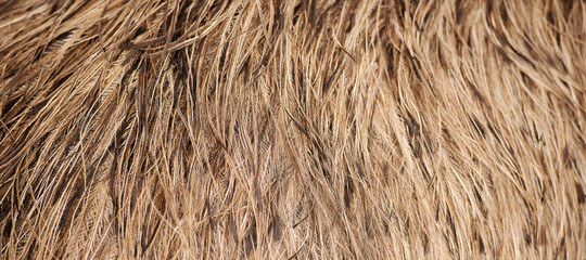 Detailed close up of Australian emu feathers