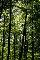 Fototapeta premium Pfälzer Wald