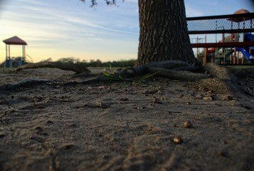 A New Perspective at the Tree