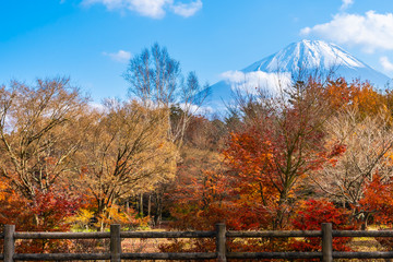 Beautiful landscape of mountain fuji with maple leaf tree around lake