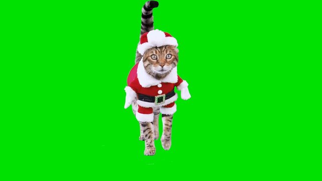 4K Bengal cat on green screen isolated with chroma key, real shot. Cat dressed up in Santa Claus costume for Christmas walking at camera