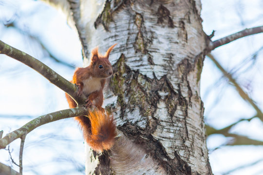 Eichh&ouml;rnchen auf Birkenast