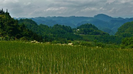 Fototapeta premium Rice fields of Asia, Vietnam, Mountains, Landscape, paddy fields, agriculture